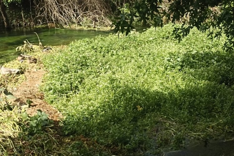 Muğla'da tehlike saçan otlar temizleniyor