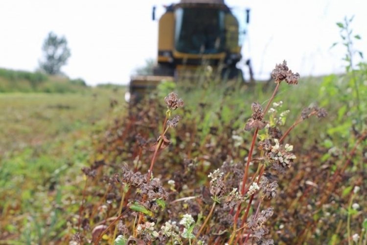 Adana'da karabuğdayın hasadı yapıldı
