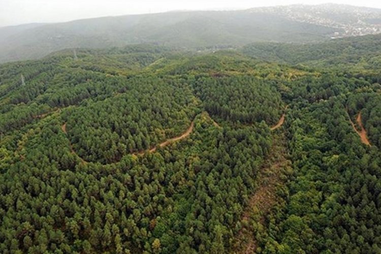 Kastamonu'da da ormanlara giriş ve &ccedil;ıkış yasaklandı