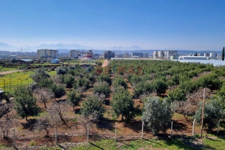 Orhangazi'de zeytinlik satılığa koyuldu!