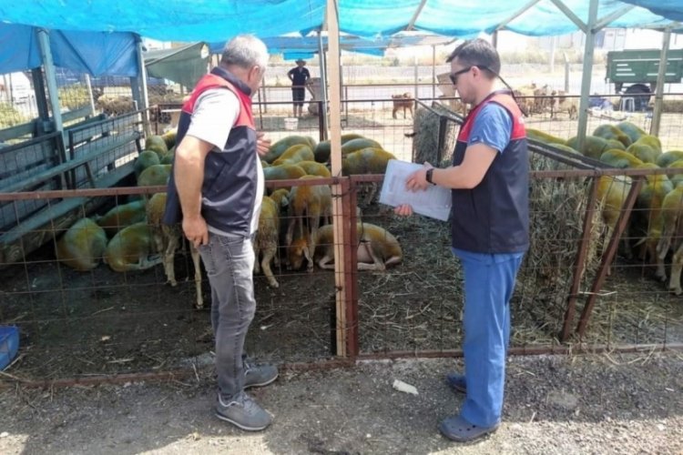Kırklareli'nde kurbanlık satış yerleri titizlikle incelendi