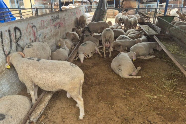 Bursa'da kurban satışları d&uuml;şt&uuml;! Kurbanlık satıcıları Bursa'ya gelmeyecek&nbsp;