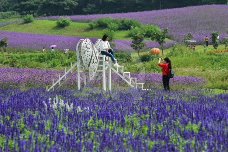 Isparta'yı lavanta kokusu sardı