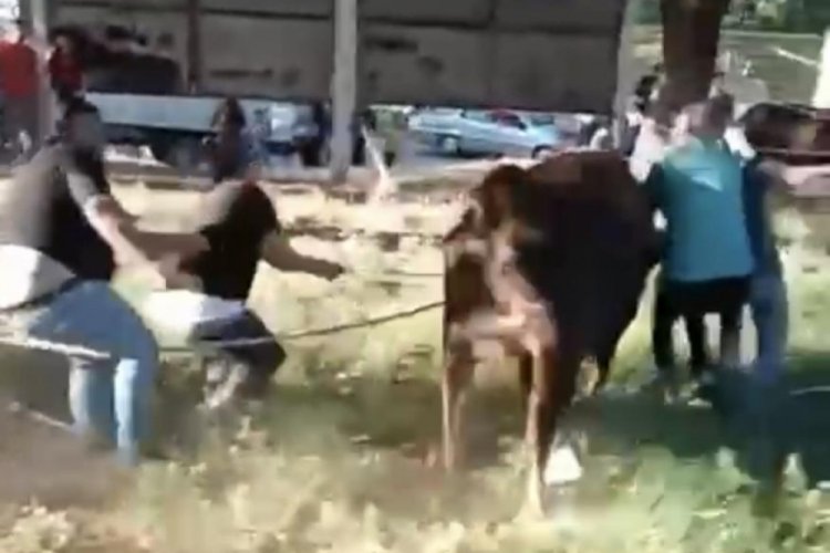 Bursa'da kurbanlık danayı zapt etmeye &ccedil;alıştılar