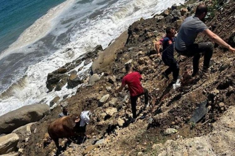 Zonguldak'ta denize ka&ccedil;an boğa 200 metre y&uuml;zd&uuml;