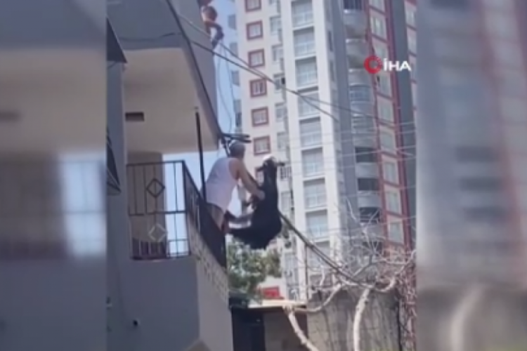 Adana'da damdan atlayan kurbanlık ke&ccedil;i elektrik tellerine takılı kaldı