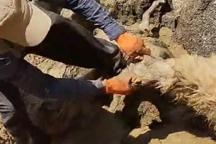Van'da u&ccedil;uruma atlayan 28 koyun telef oldu