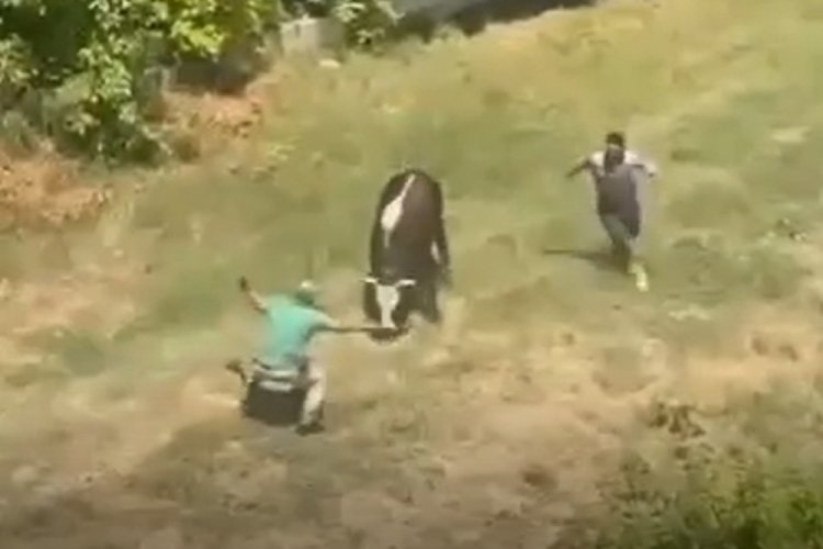 Yalova'da ka&ccedil;an boğa &ccedil;ocuk parkına girdi