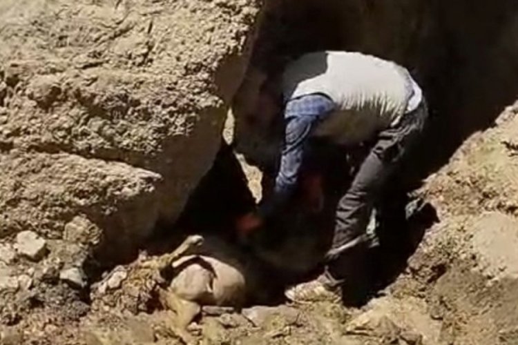 Van'da u&ccedil;uruma atlayan 28 koyun &ouml;ld&uuml;