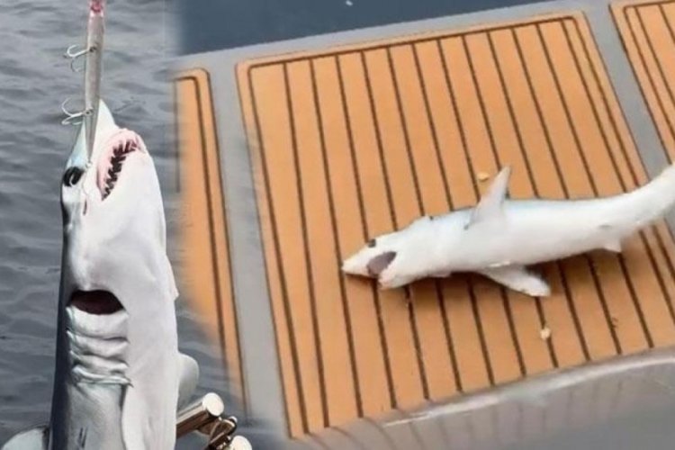 Oltayı &ccedil;ekince şoke oldu! Amat&ouml;r balık&ccedil;ıya k&ouml;pekbalığı şoku