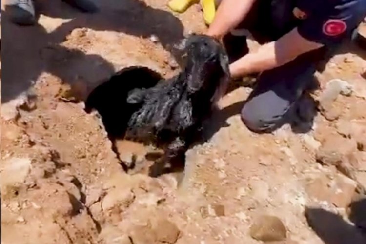 Kırıkkale'de kanalizasyon borusundan oğlak &ccedil;ıktı