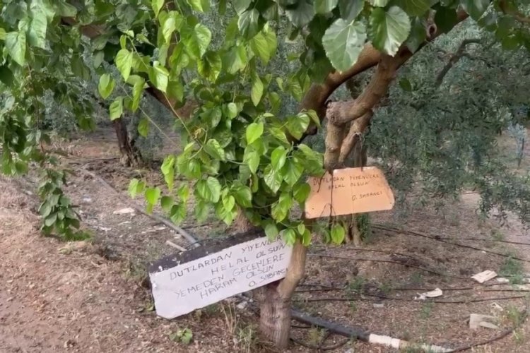 Bursa'da bu ağa&ccedil;tan dut yemek helal