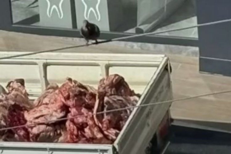 Bursa'da sıcağın altında kamyonette et taşıdı!