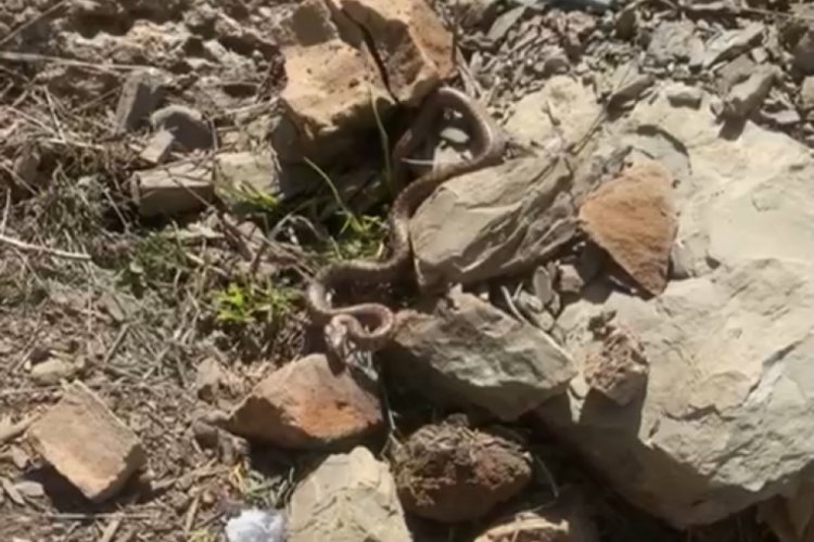 Hakkari'de zehirli yılan vatandaşa korku dolu anlar yaşattı