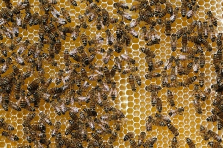 Erzincan'da sıcaklar arıları fel&ccedil; etti