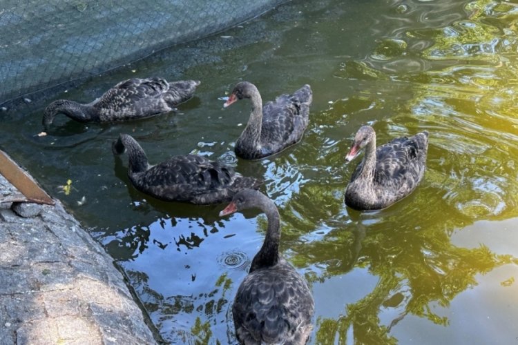 Ankara'da siyah yavru kuğular vatandaşın ilgi odağı oldu