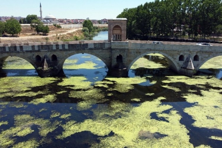 Edirne'de  yosun tutan Tunca Nehri'nin debisi yarıya d&uuml;şt&uuml;