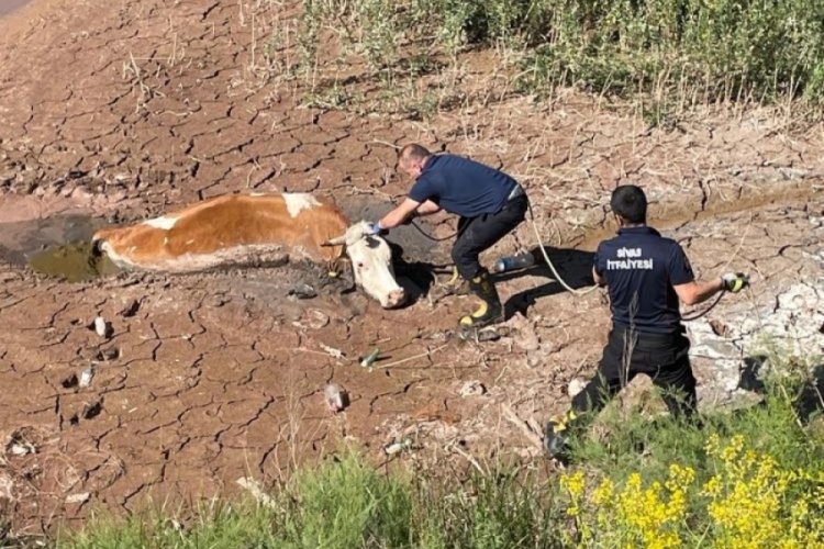 Sivas'ta bataklığa d&uuml;şen ineği itfaiye kurtardı