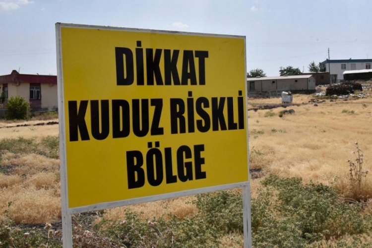 Şanlıurfa'da kuduz paniği!