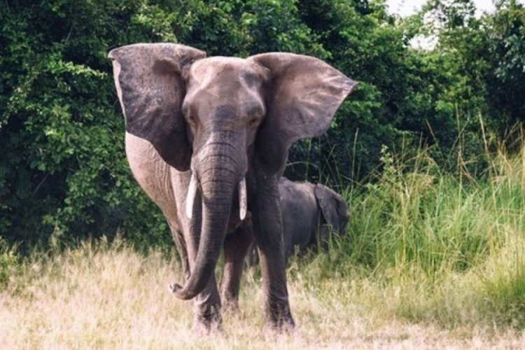 Zambiya'nda bir turist fil tarafından ezilerek hayatını kaybetti