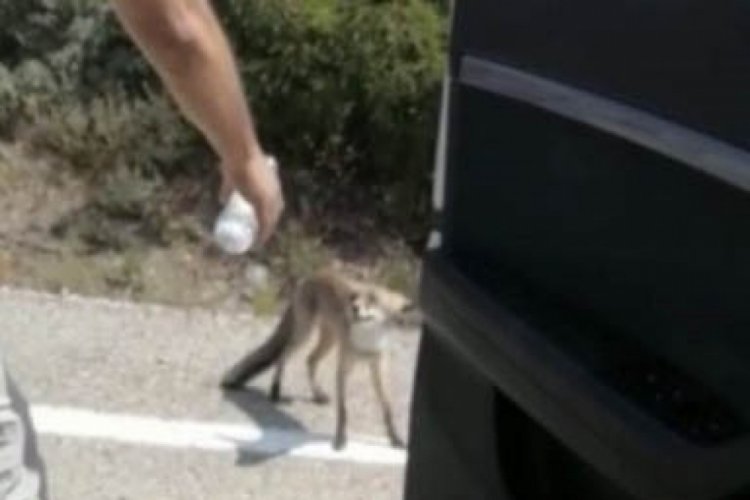 Osmaniye'de duygulandıran kare! Susayan tilki yol kesti