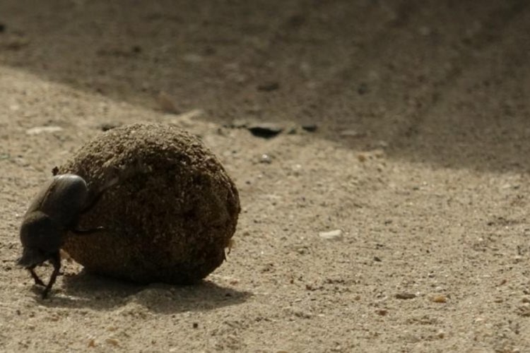 Bursa'da devlet korumasındaki b&ouml;cek! Kendisinin 10 katını itebiliyor