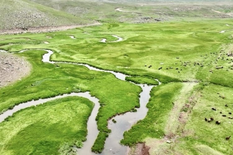 Ağrı'da mendereslerin muhteşem şöleni 