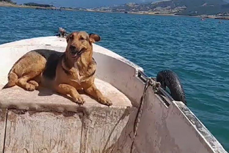 Tokat'ta sevimli k&ouml;peğin şarkı eşliğindeki sandal keyfi