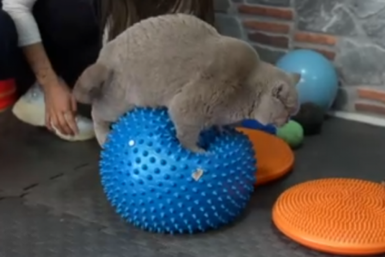 Obez kedi pilates ile 6 kilo verdi