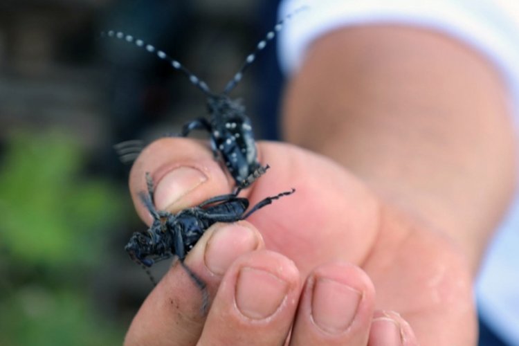 Muğla'da tehlike &ccedil;anları &ccedil;aldı! Turun&ccedil;gil Uzun Antenli B&ouml;ceği i&ccedil;in uyarı