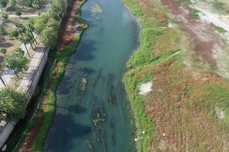 Seyhan Nehri'ni yosun kapladı: Nehirden koku gelmeye başladı