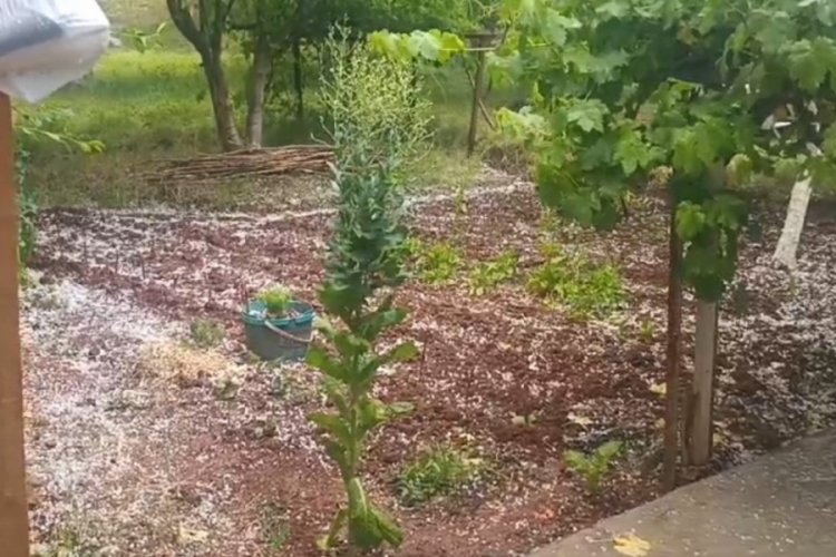 Iğdır'da dolu yağışı tarım arazilerini vurdu