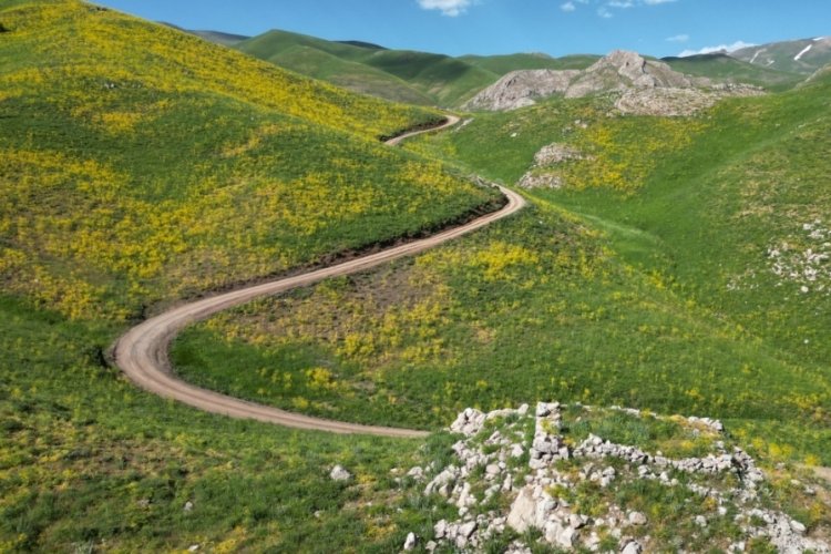 Şırnak'ta  yağmur yağdı! Dağlar sarıya  boyandı