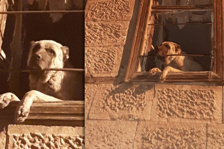 Erzincan'da 20 g&uuml;nd&uuml;r kayıp kangal &ouml;l&uuml;me terk edilmiş halde bulundu!