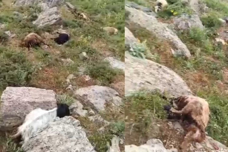 Van'da yıldırım d&uuml;şt&uuml;; s&uuml;r&uuml;deki 23 koyun &ouml;ld&uuml;