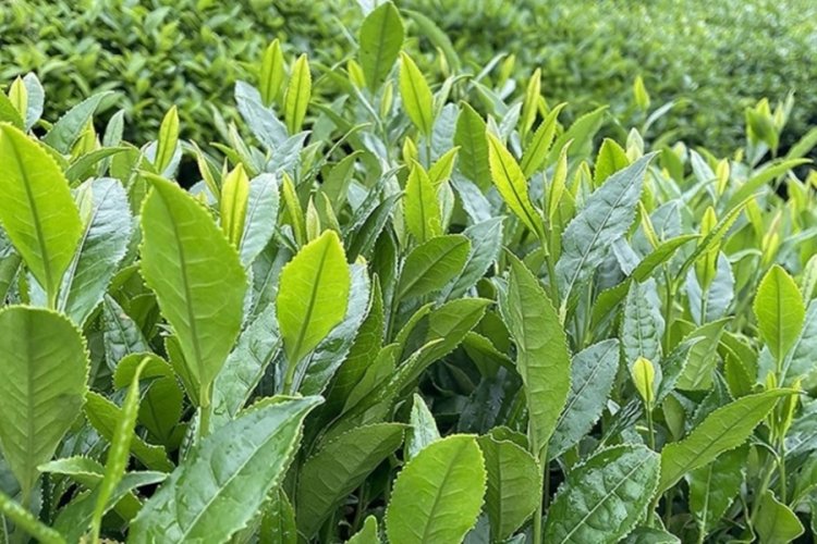 &Ccedil;AYKUR 213 bin ton yaş &ccedil;ay aldı
