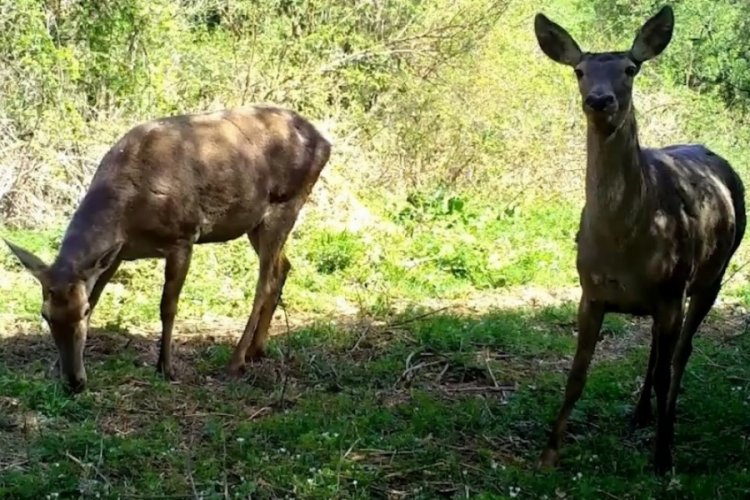 Uludağ'ın yaban hayvanları fotokapana yakalandı