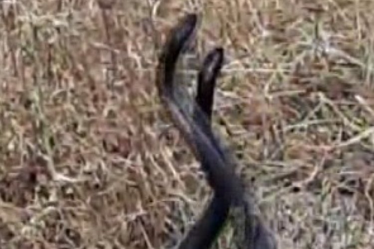 Tunceli'de yılanların dans hareketleri kamerada