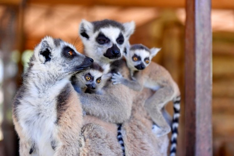 Mersin'de sevimli lemurl yavruları! Tarsus doğa Parkı'nda