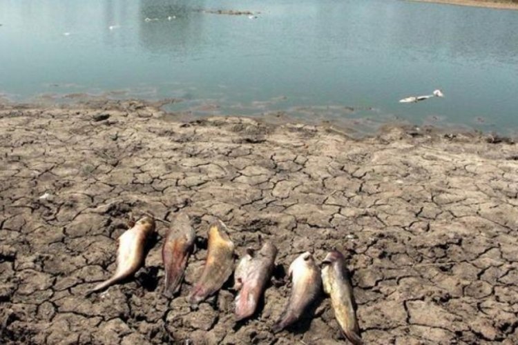 Edirne'de g&ouml;lette toplu balık &ouml;l&uuml;mleri! Sudan numune alındı, inceleme başlatıldı