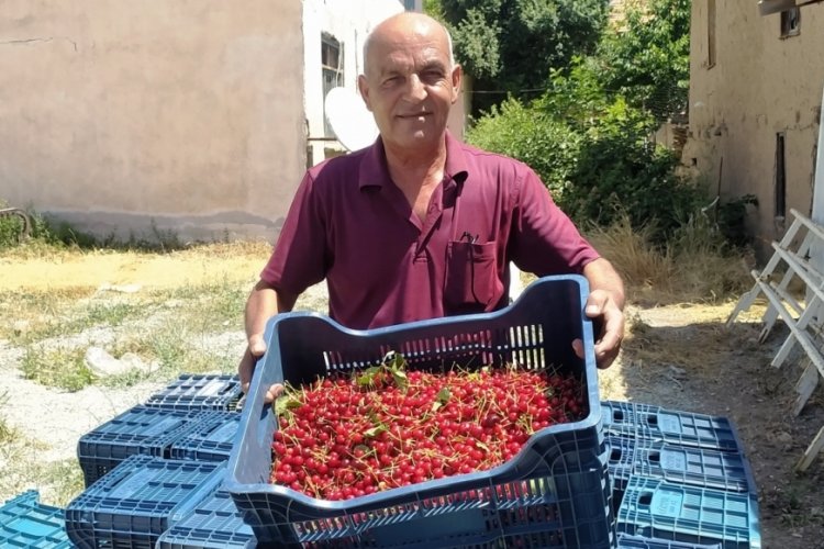 K&uuml;tahya'da vişne sezonu başladı