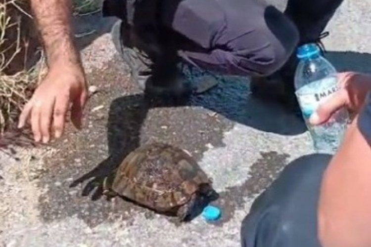Kayseri'de feci yangında! Kaplumbağaya ekipler can suyu odu