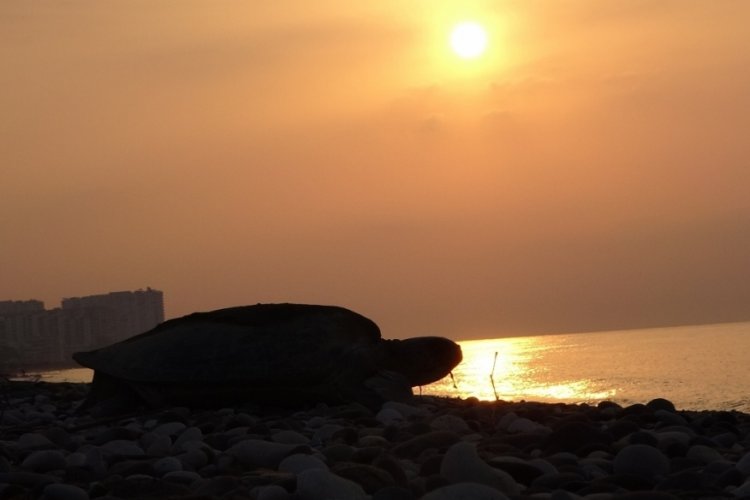 Mersin'de 'caretta carettalar' ilk yumurtalarını bırakmaya başladı