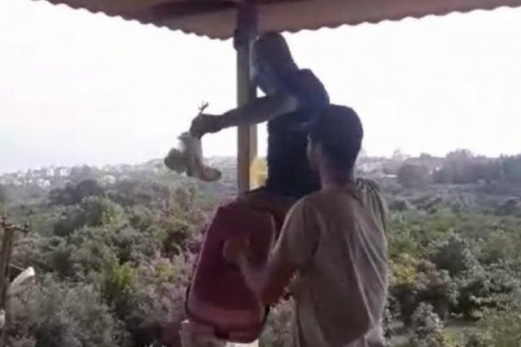 Hatay'da sevimli baykuşların imdadına itfaiye ekipleri yetişti