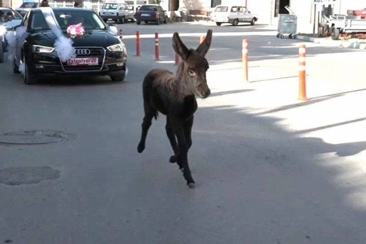 K&uuml;tahya'da minik sıpa, d&uuml;ğ&uuml;n konvoyunun en &ouml;n&uuml;nde yer aldı