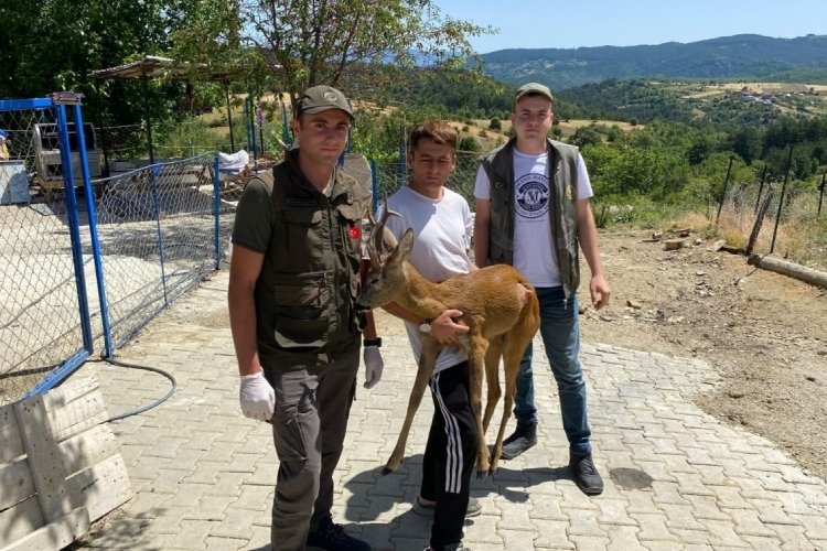 Kastamonu'da yavru karacaya kurtlar saldırdı!