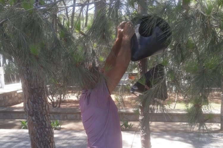 Aydın'da haftalık kontrol! Zeytin bah&ccedil;eleri denetleniyor
