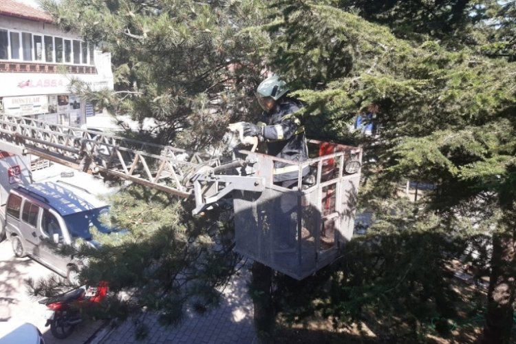 Afyonkarahisar'da yavru kedinin imdadına itfaiye ekipleri yetişti