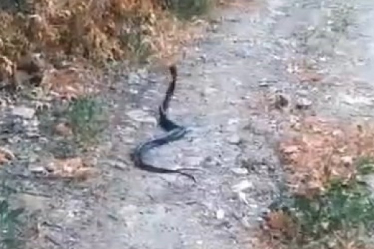 Elazığ'da yılanların hareketli dansı kameraya yansıdı