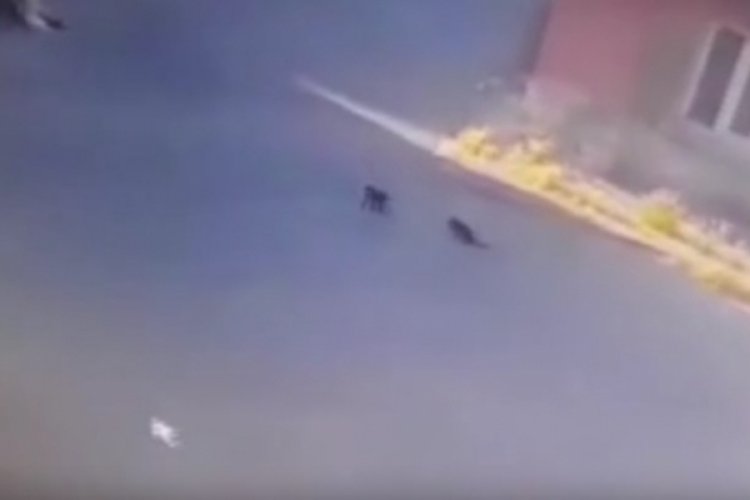 Eskişehir'de kedi yavrularını ezip ka&ccedil;tı!